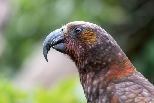 Male Kākā with large beak