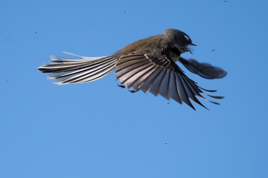 Fantail (Piwakawaka) in Flight Chasing Midges