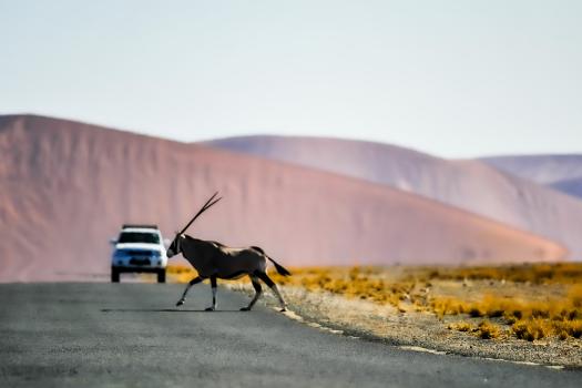 The Oryx and the SUV