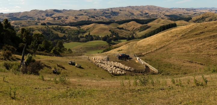 Sheep farming in the hills at Mt Bruce