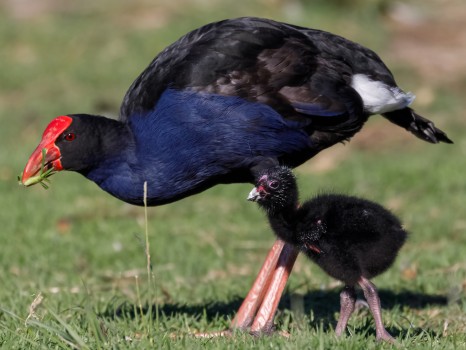 Young Pūkeko flanked by its parent