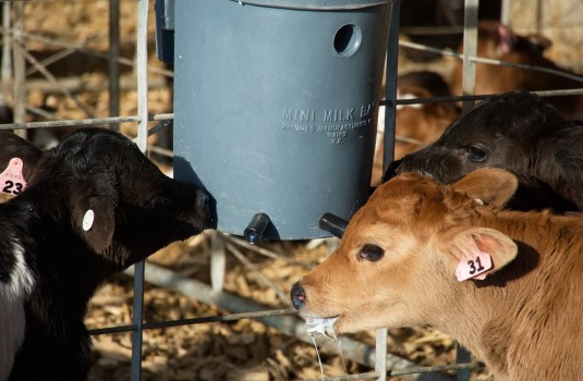 Calves at their feeding station