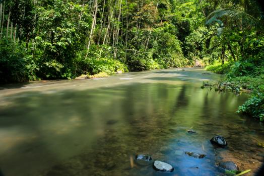 River in a tropical jungle