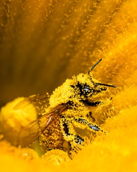 Western Honey Bee Pollen