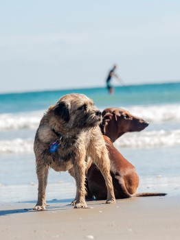 Dogs Sitting Beach Surf Ocean