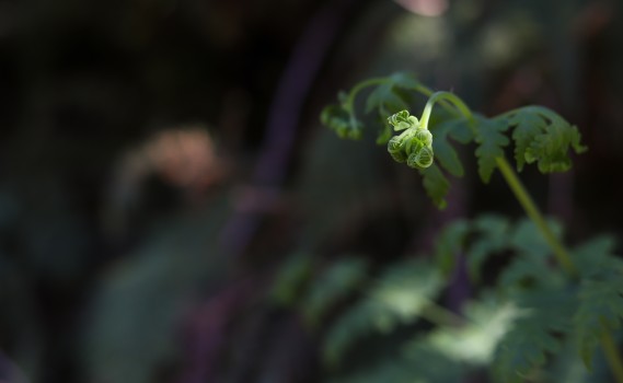 Blossoming fern plant leaf