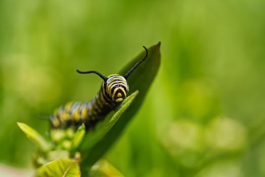 A very hungry monarch caterpillar 
