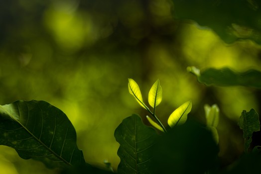 Glowing leaf