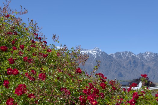 Roses and Remarkables
