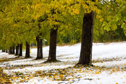 Autumn leaves and fresh snow