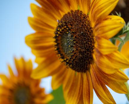 Sunflower Four