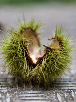 Empty chestnut thorn pod