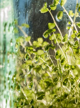 Organic Water Plant Glass Creative Texture