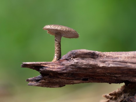 Solo One Mushroom Tree Branch