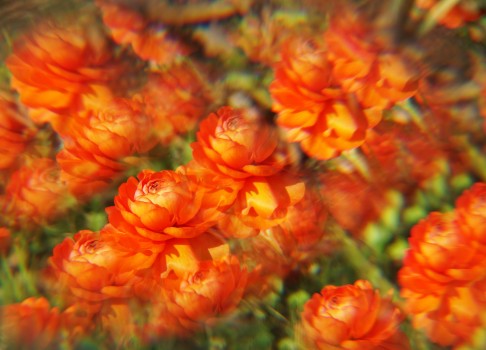 Ranuncular flowers multiple exposure