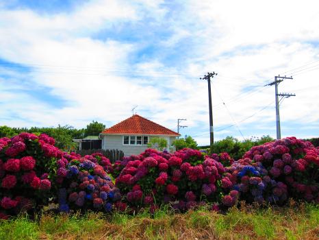 Pink purple and blue hydrangea flowers in Hawkes bay