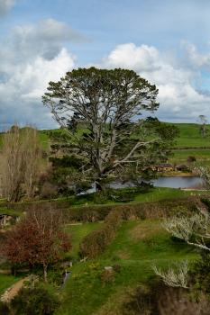 Hobbiton giant tree