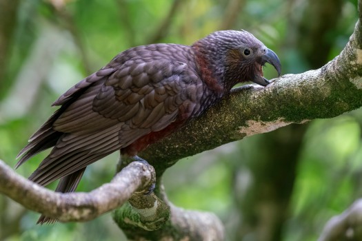 Kākā fledgling exploring with beak