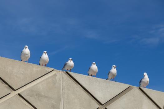 Seagulls lined up