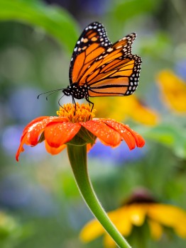 Monarch Butterfly Underside Kahuku Danaus Plexippus