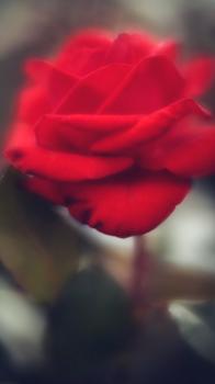 Red Velveteen Rose 