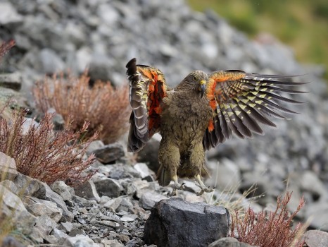 Kea coming in to Land