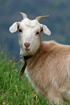 Goat portrait 