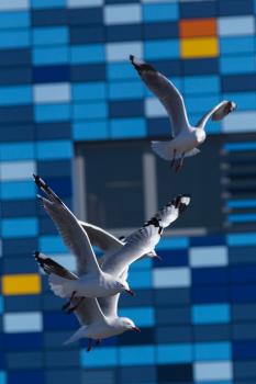 Seagulls flying in front of blue building