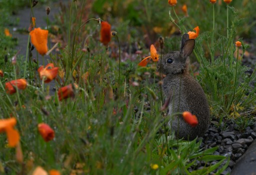 Bunny in the poppies