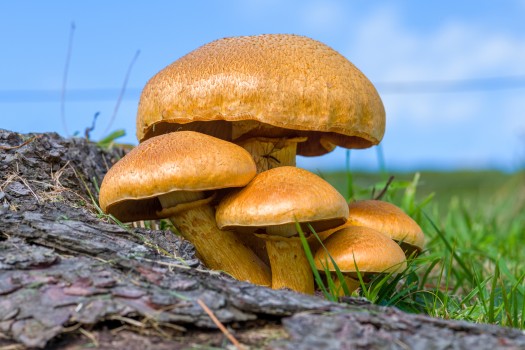 Golden mushrooms on pine stump