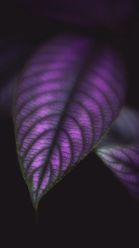 Purple Velvet 