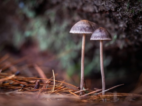 Brittlestem Mushroom Pair Genus Psathyrella