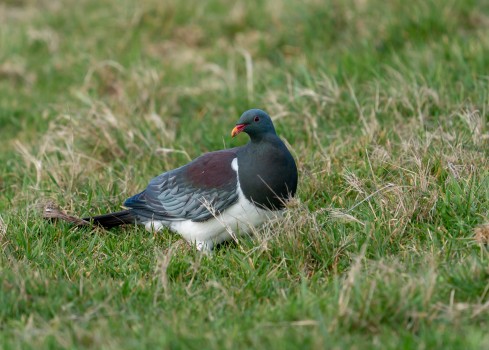 Parea - Chatham Island pigeon