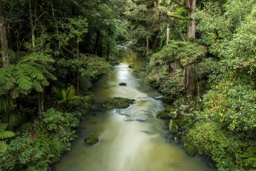 Whangarei  Falls up stream