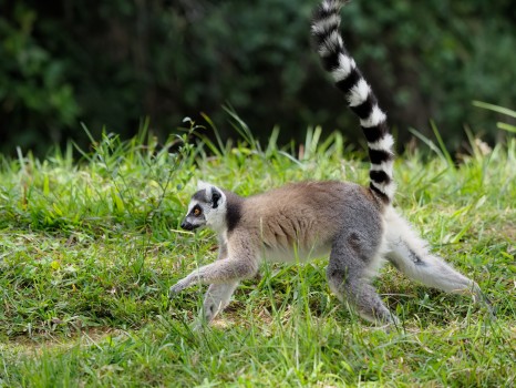 Ring-tailed Lemur Running
