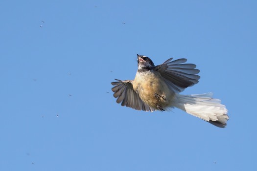 Fantail (Piwakawaka) in Flight Chasing Midges