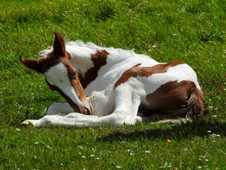 Foal laying down two