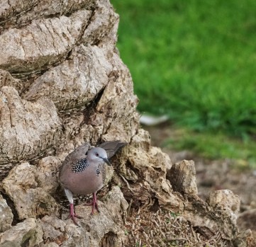 A dove at the bottom of a tree