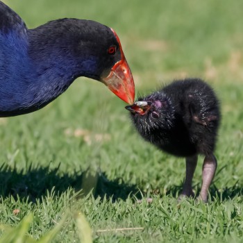 Pukeko feeding it’s chick a tiny seed