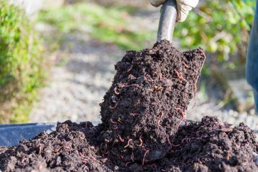Worm filled compost on a spade