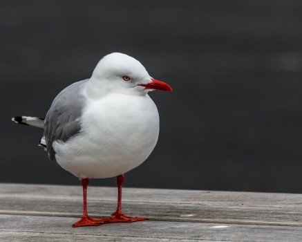 Seagull on a picnic table