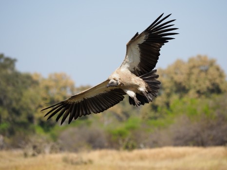 White-backed Vulture Coming in to Land