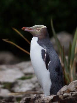 Portrait of a Hoiho (Yellow-eyed Penguin)