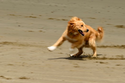 Dog playing on the beach