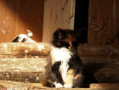 Kitten sitting on wood 