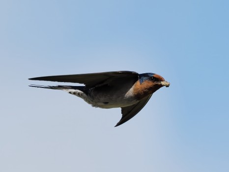 Welcome Swallow Carrying Mud