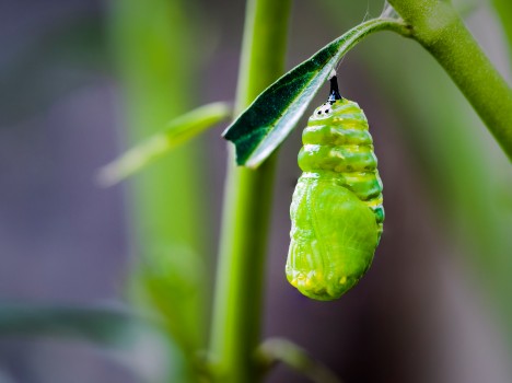 Monarch Larva Pupa Metamorphosis