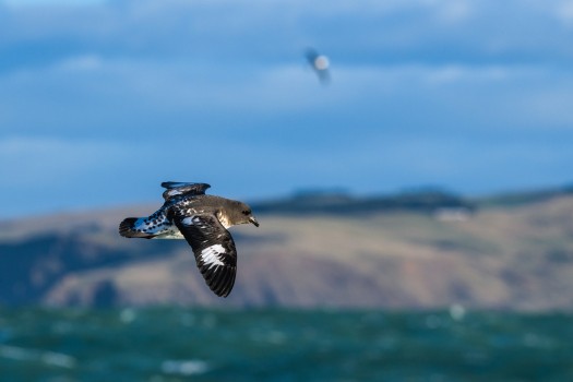 Cape petrel, Otago Peninsula