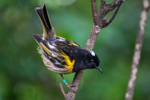 Male hihi with flared ear covets