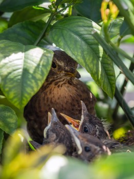Female Blackbird Feeding Chicks Nest